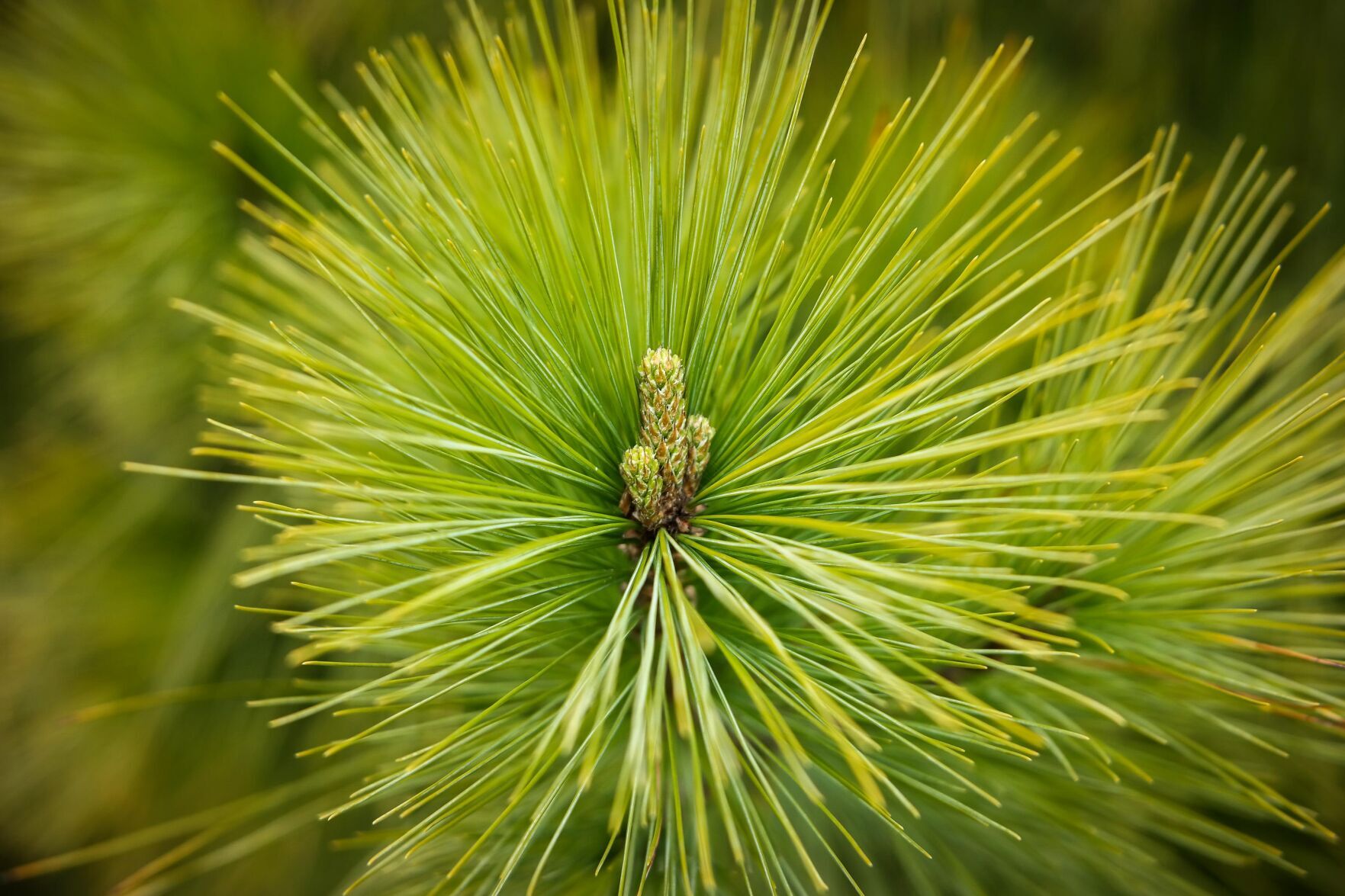 Pine needle
